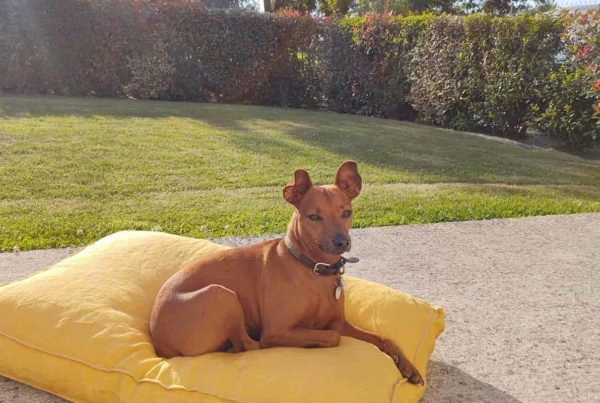 coussin chien jaune Philibert