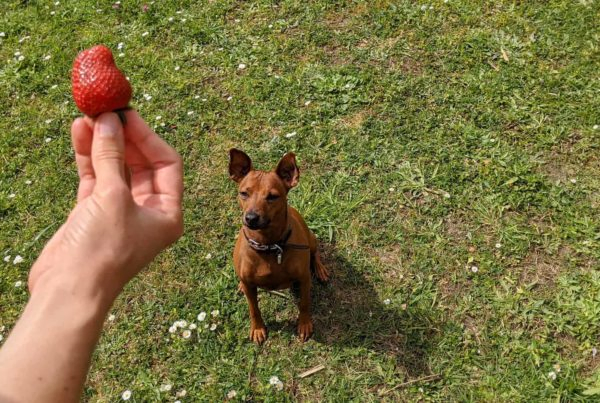 PHILIBERT chien mange des fraises