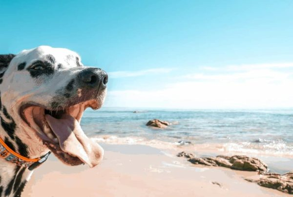 Chien Philibert - plage été