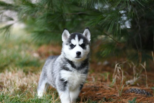 Apprendre la propreté à un chiot