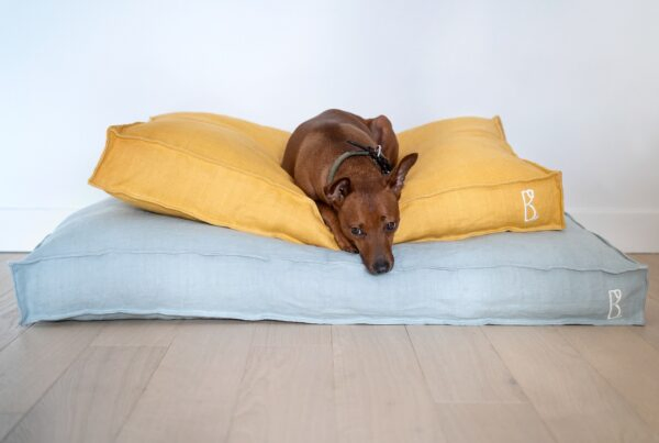 coussin ou panier pour chien